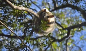 Misiones rescató y liberó a un oso melero: operativo conjunto entre Ecología y Fundación Ohana imagen-4