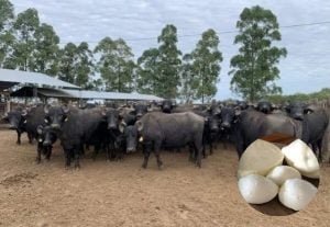 Leche de búfala y sus derivados, una alternativa productiva que se afianza en el NEA imagen-12