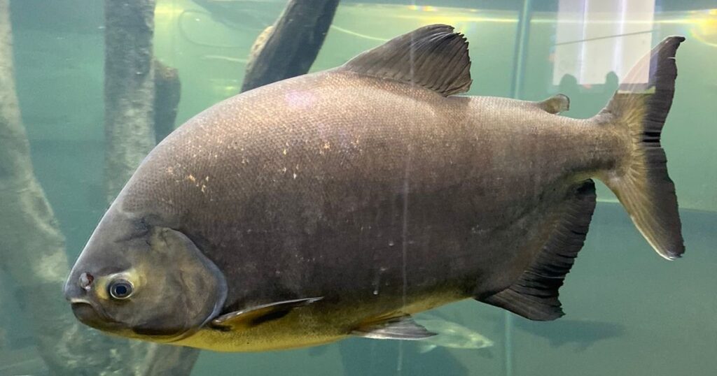 La "grieta salmonera": un acuicultor desafía los argumentos de cocineros famosos imagen-4