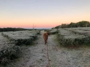 Posadas amaneció con -1 °C y sensación térmica polar: el día más frío del año en Misiones imagen-3