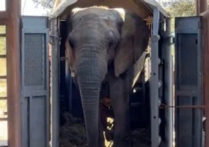 Kenya ya está en Brasil: cruzó por Iguazú y es la última elefanta del país en ser liberada imagen-3