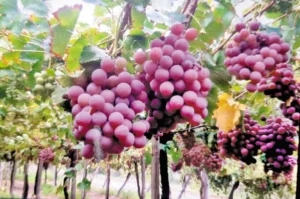 Viñateros buscan alternativas a las uvas para vino por los bajos precios imagen-3