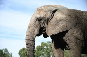 Kenya, la última elefanta en cautiverio del país, cruza por Misiones rumbo a su libertad imagen-1