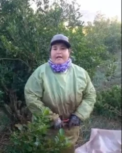 Productora de San Pedro muestra cómo con simples ingenios se puede aliviar la forzada labor de la tarefa imagen-1