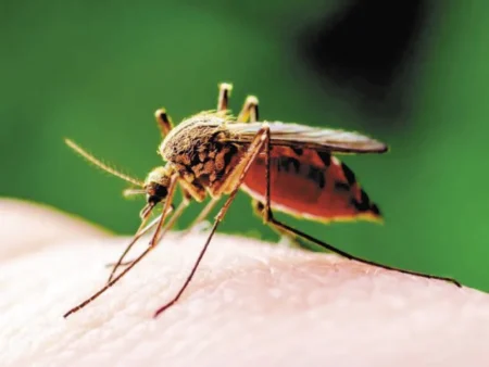 Durante el 2024 hubo un leve ascenso de casos de leishmaniasis visceral imagen-20