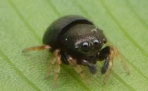 Descubren una nueva especie de araña en Misiones y la nombran en honor a una defensora de la selva imagen-1