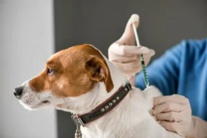 El IMuSA continúa acercando servicios veterinarios a los barrios imagen-1