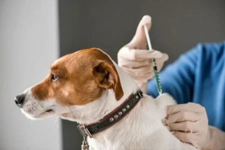 El IMuSA continúa acercando servicios veterinarios a los barrios imagen-9