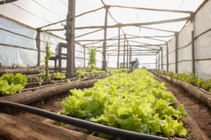 Autoabastecimiento carcelario: internos siembran y cosechan verduras en Loreto imagen-2
