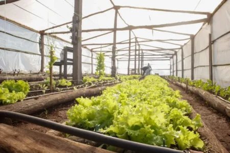 Autoabastecimiento carcelario: internos siembran y cosechan verduras en Loreto imagen-10