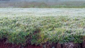 Martes 1 de julio: el día más frío de la semana en Misiones imagen-1