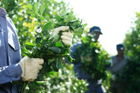 Asimetrías de la yerba mate: crecen las ventas y los industriales pagan cada vez menos a productores por la materia prima imagen-83