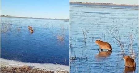 El video que asombró a todos: carpinchos patinaron sobre el hielo en los Esteros del Iberá en medio de la ola polar imagen-9