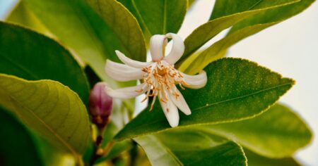 ¿Tu limonero está lleno de flores?: qué significado tiene que florezca y por qué es un buen augurio imagen-11
