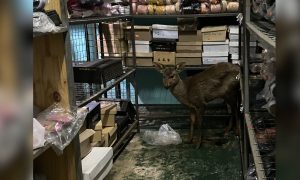Una cría de venado irrumpió en un local de ropa tras resultar herido en pleno cruce de la Ruta 12 en Garupá imagen-9