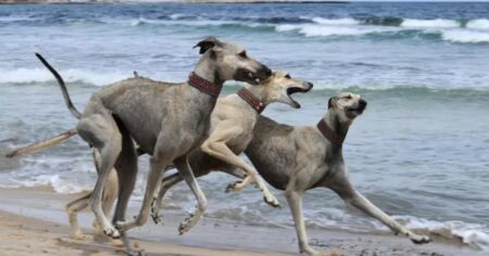 La lucha por salvar al sloughi, una raza de perros ancestral a punto de desaparecer imagen-7