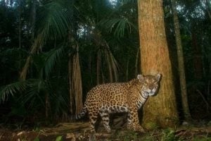 Misiones se une a la Red Trinacional para proteger al emblemático yaguareté imagen-8