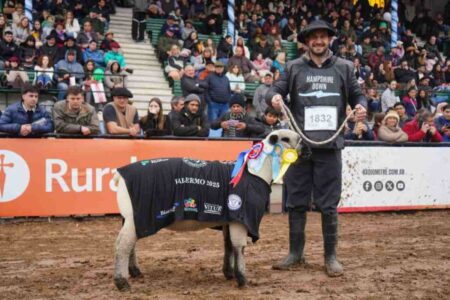 Ovinos: la raza Hampshire Down se lució en la Exposición Rural de Palermo imagen-7
