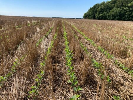 Según una eminencia mundial: los suelos de la Argentina pierden 612.000 toneladas de nitrógeno por año imagen-11