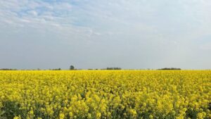 Boom en puerta: en la Argentina ya hay 70.000 hectáreas con tres cultivos que sirven para hacer energía imagen-3