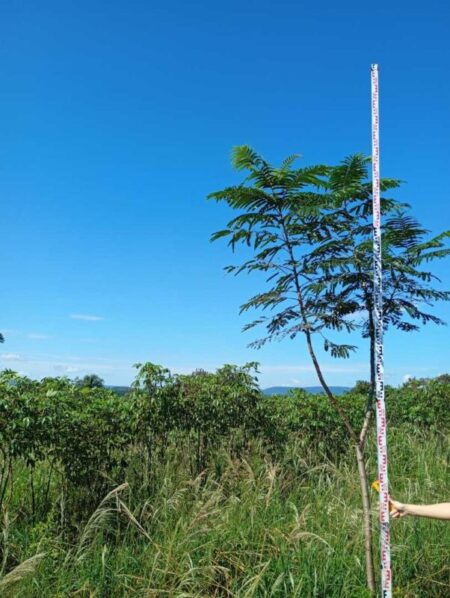 El INYM continúa con la incorporación de árboles nativos en el cultivo de yerba mate imagen-28