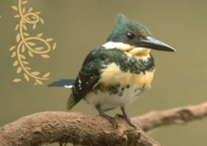 Llega ‘Volar’, el evento internacional que une a fanáticos de las aves en Misiones imagen-2