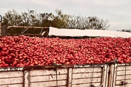 “No valen nada”: un productor tiró 140 toneladas de tomate por falta de ventas y apuntó contra el contrabando desde Bolivia imagen-7