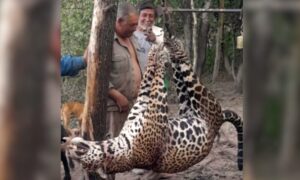 Juzgan por primera vez en el país a cuatro hombres por cazar a un yaguareté imagen-2