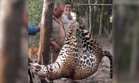 Juzgan por primera vez en el país a cuatro hombres por cazar a un yaguareté imagen-9