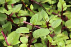 Basella alba: la planta trepadora de rápido crecimiento que puede florecer en invierno imagen-3