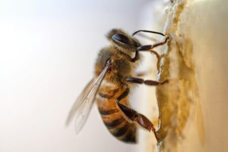 El superalimento creado por científicos de Oxford que busca salvar a las abejas de su desaparición imagen-9