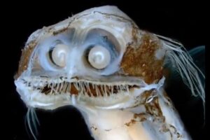 El pez telescopio que parece salido de una película de ciencia ficción y causó furor tras el streaming del Conicet imagen-3