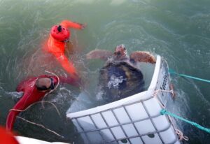 Sin rastros de Jorge: estas son las hipótesis de por qué el tortugo liberado desapareció de los radares imagen-4
