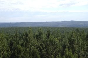 El presidente de la Asociación Forestal Argentina afirmó que la estabilidad económica, la logística competitiva y la resolución de la Ley de Tierras son las condiciones para atraer grandes inversiones foresto-industriales imagen-7