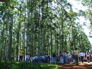 El COIFORM insta a los ingenieros forestales a asumir el liderazgo ante la crisis económica y ambiental imagen-8