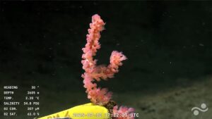 “Un verdadero tesoro biológico”: por qué es un hito para la ciencia argentina la expedición submarina del Conicet imagen-2