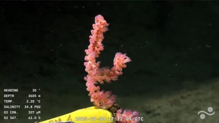 “Un verdadero tesoro biológico”: por qué es un hito para la ciencia argentina la expedición submarina del Conicet imagen-7