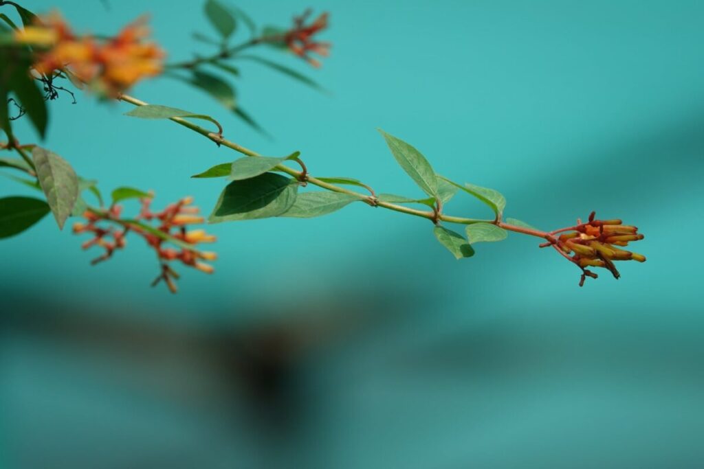 La planta llena de propiedades curativas que ayuda a bajar el azúcar de la sangre y mejora la respiración imagen-4