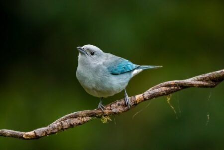VOLAR 2025: MISIONES CELEBRARÁ EL PRIMER ENCUENTRO INTERNACIONAL DE OBSERVACIÓN DE AVES  imagen-8