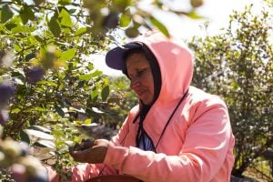 RENATRE confirmó el cronograma de pago por desempleo rural y asignaciones familiares de agosto imagen-8