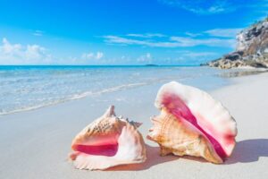 Un ritual peligroso: ¿Te llevás caracoles de la playa? Esta es la razón por la que no deberías hacerlo imagen-3