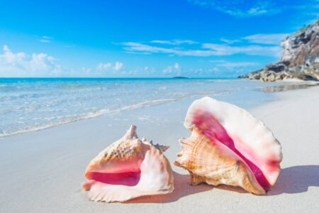 Un ritual peligroso: ¿Te llevás caracoles de la playa? Esta es la razón por la que no deberías hacerlo imagen-11