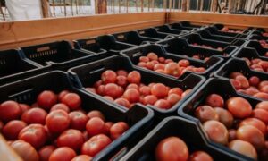 Crisis de las economías regionales: tirar o regalar, las únicas opciones de los productores de tomates en Corrientes imagen-1