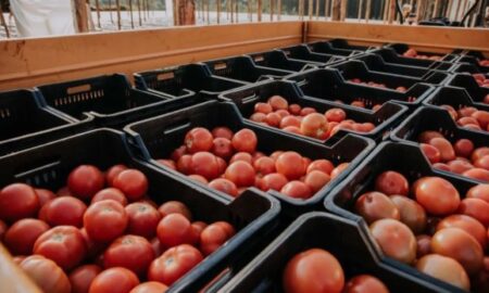 Crisis de las economías regionales: tirar o regalar, las únicas opciones de los productores de tomates en Corrientes imagen-24