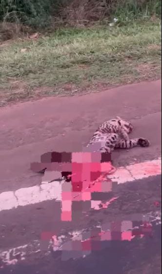 Otro ocelote muerto sobre la Ruta 12: piden urgencia en la homologación de radares para evitar más atropellamientos imagen-11