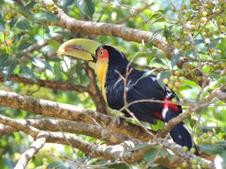 VOLAR 2025 ESTÁ CADA VEZ MÁS CERCA, E IGUAZÚ SE PREPARA PARA RECIBIR A VISITANTES LOCALES, NACIONALES E INTERNACIONALES imagen-8