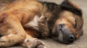 Alerta por envenenamiento de mascotas en Palermo: al menos tres perros murieron en una semana imagen-2