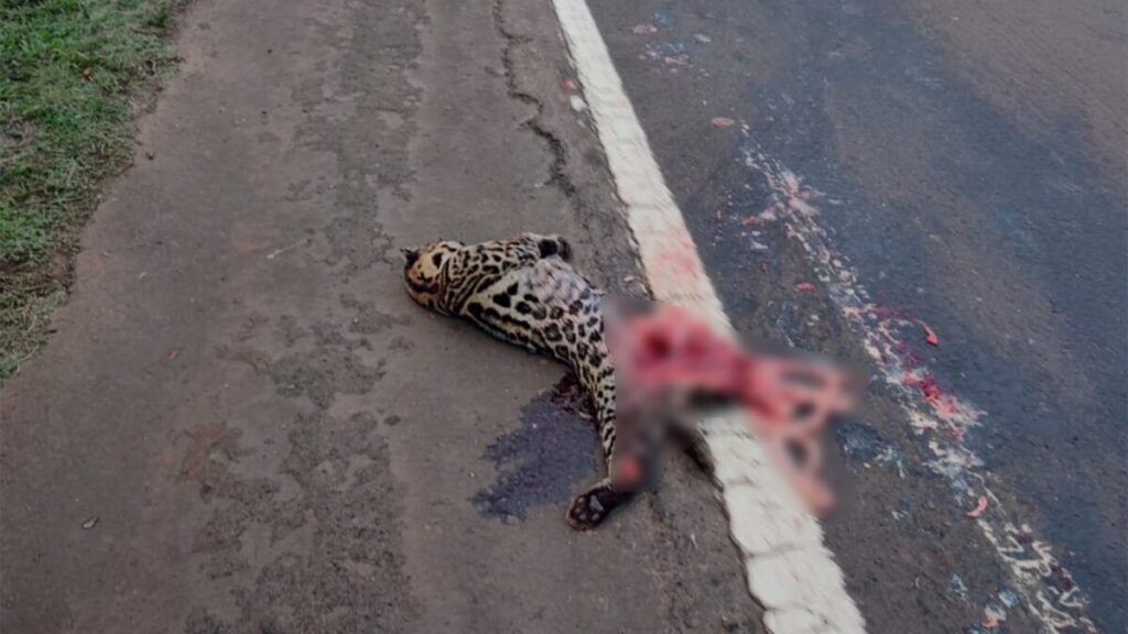 Un ocelote fue atropellado en la Ruta Nacional Nº12 imagen-4