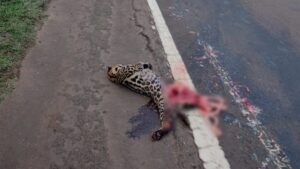 Un ocelote fue atropellado en la Ruta Nacional Nº12 imagen-2