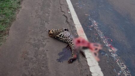 Un ocelote fue atropellado en la Ruta Nacional Nº12 imagen-5